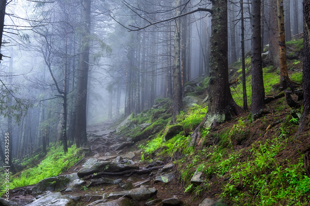 山上有雾的森林。树木和薄雾的景观。雨后的景观。b的景色