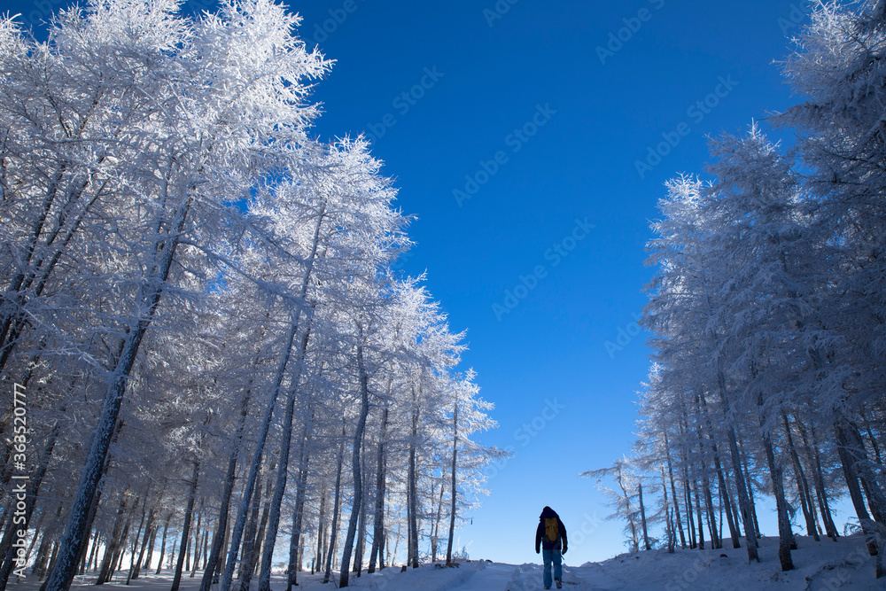 冬季冒险少年行走在白雪覆盖的森林中