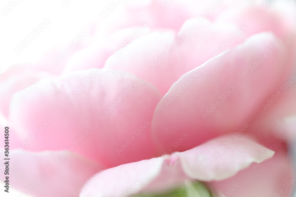 Delicate pink rose petals close up