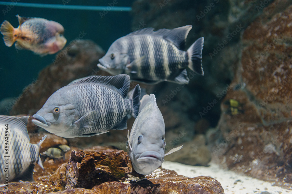 水族馆里的热带鱼