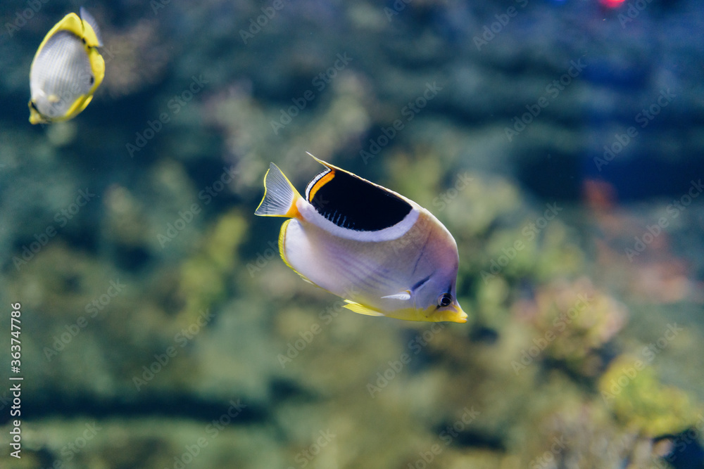 水族馆里的鱼