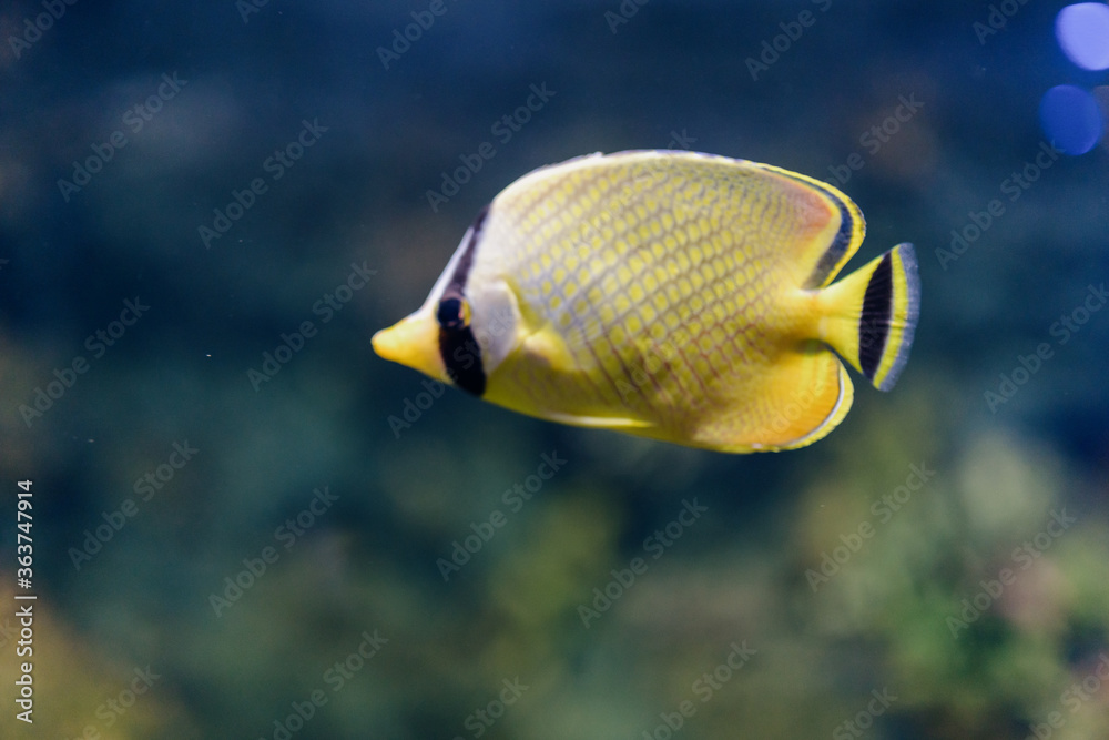 fish in aquarium