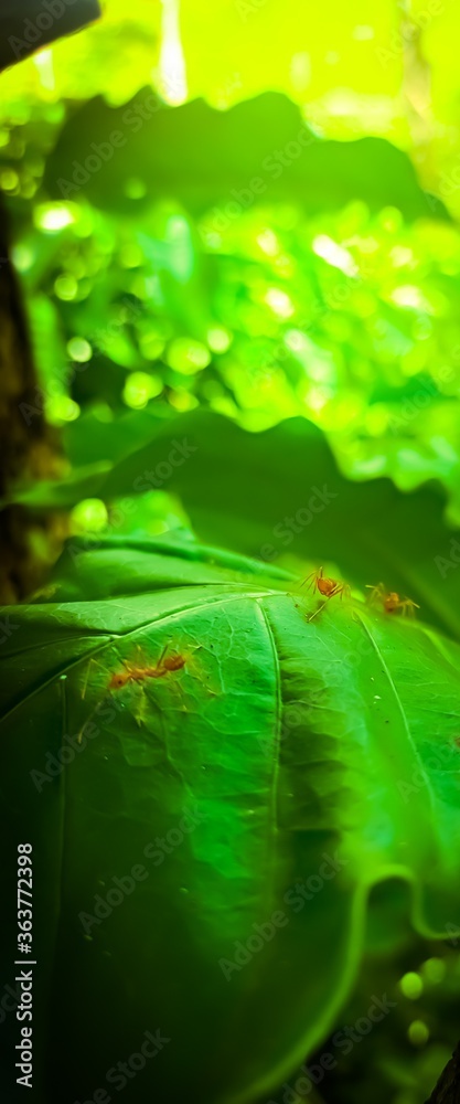 抽象绿色背景