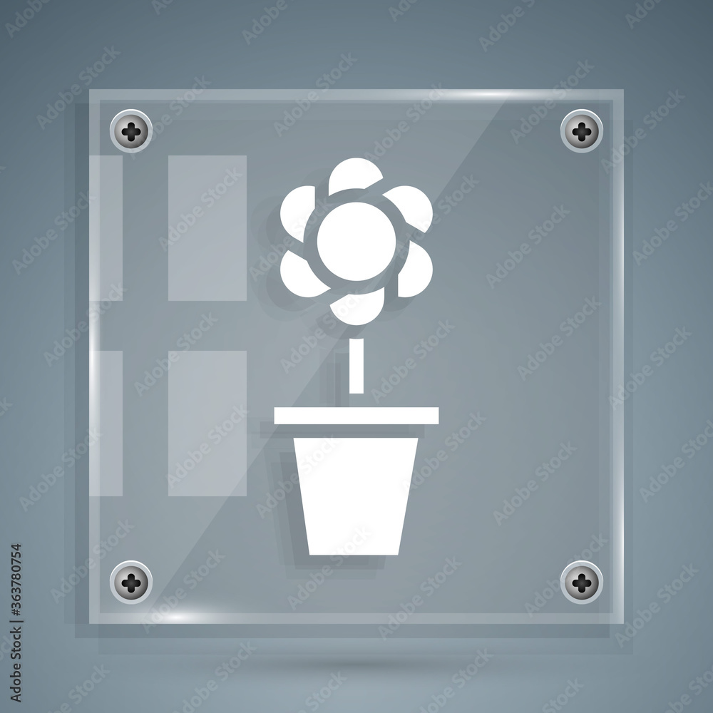 White Flower in pot icon isolated on grey background. Plant growing in a pot. Potted plant sign. Squ