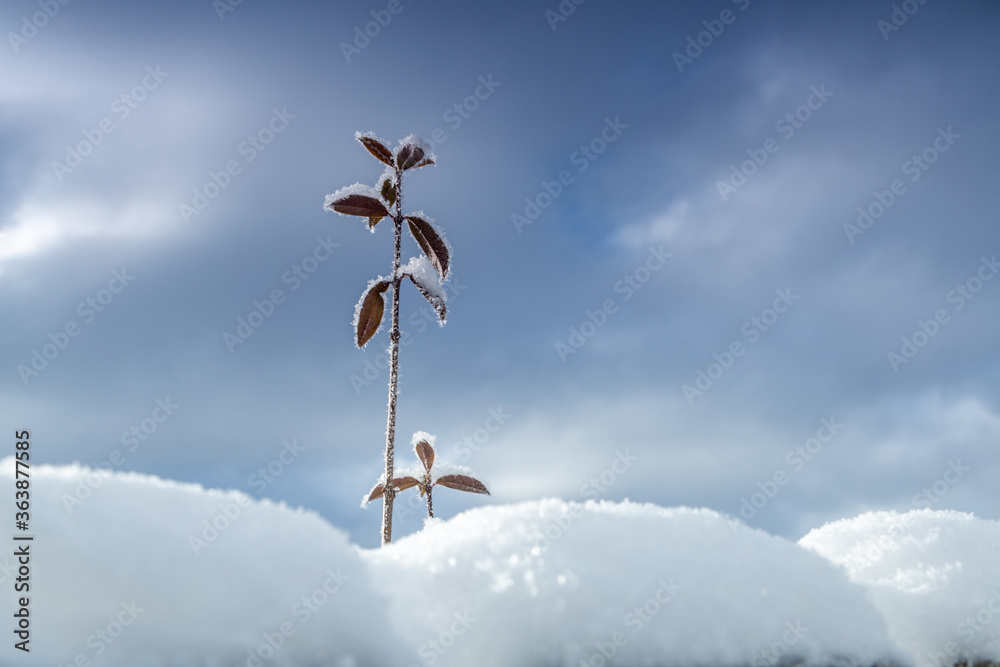 Closeup of frosty plant on snow against cloudy sky, low angle