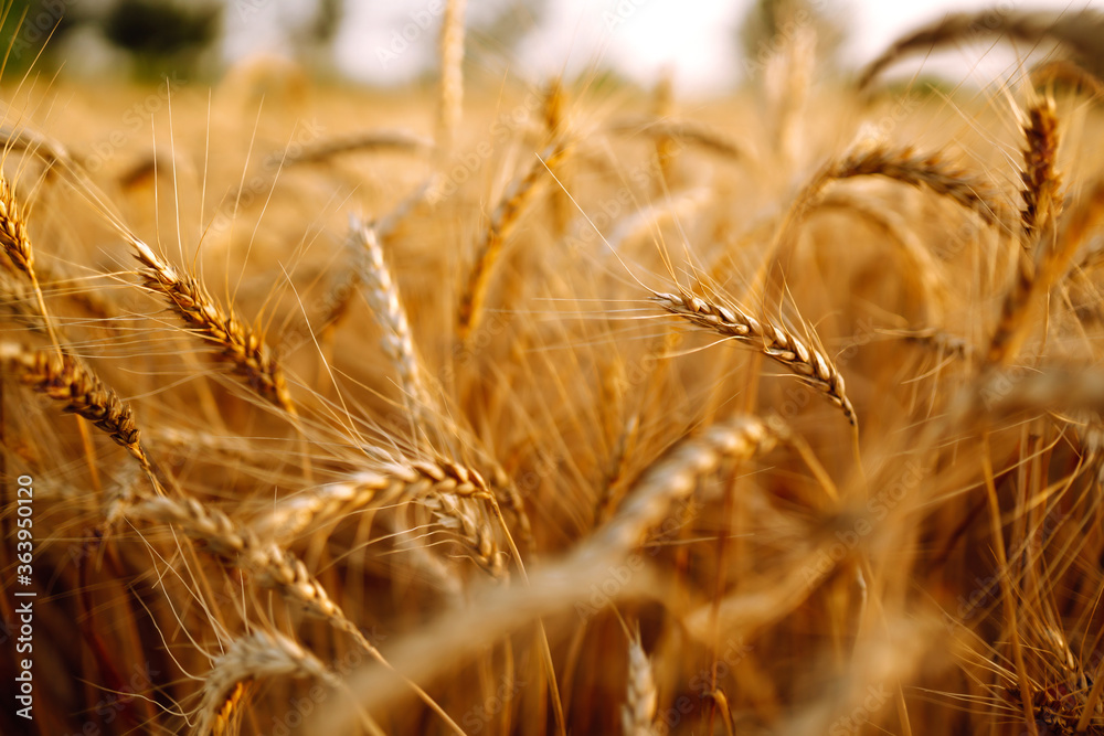 Wheat field. Ears of golden wheat close up. Rich harvest сoncept.