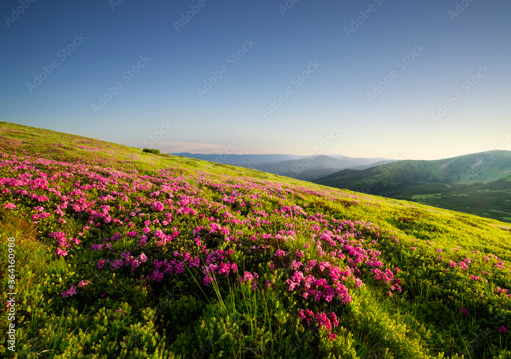 夏季日落时的山地景观。盛开的高山草甸。田野和山脉。Trave