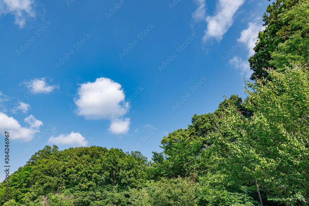 新緑の木と青空