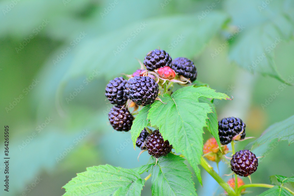 Ripe blackberry forest on the branches