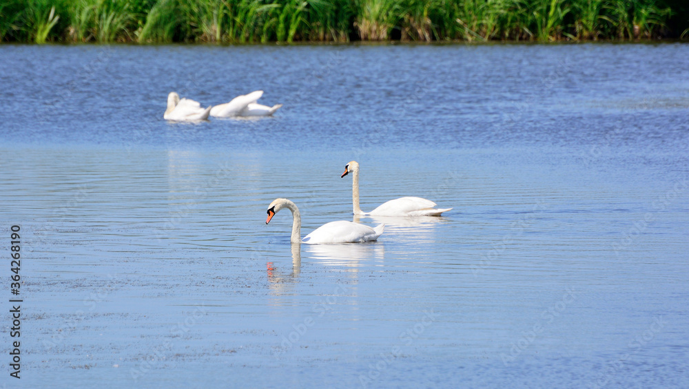 White swans resting on a pond