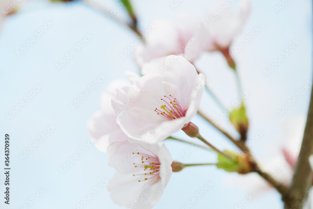 桜　染井吉野