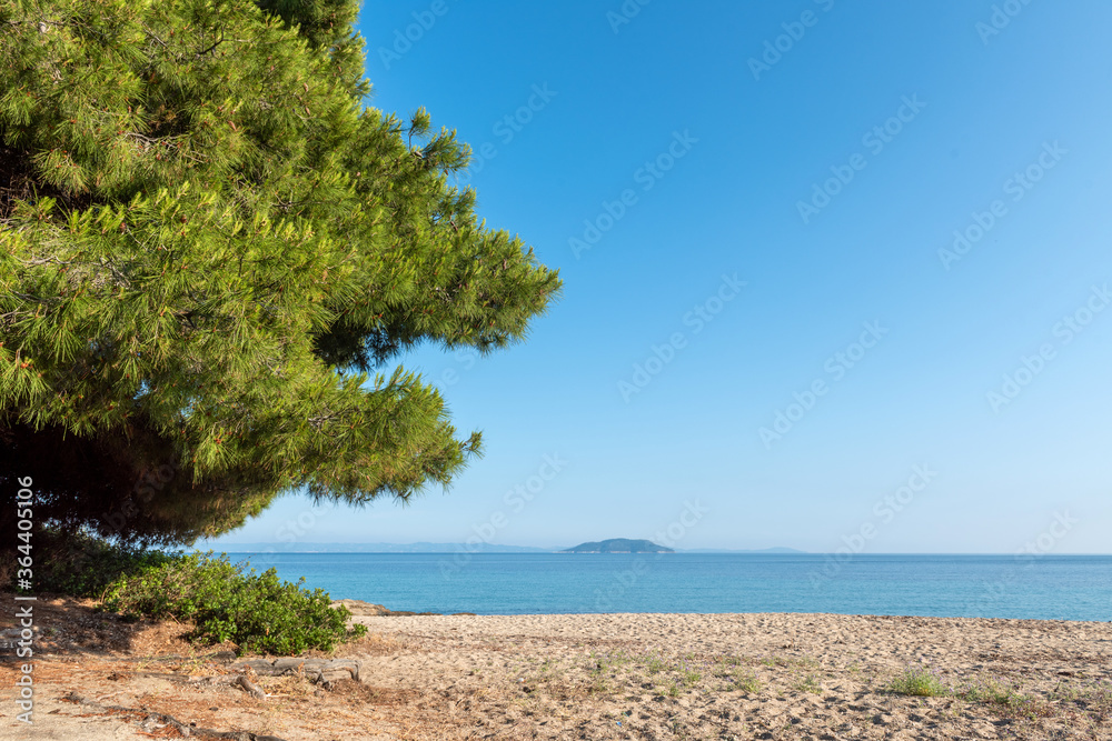 阳光下的海滩上的松树