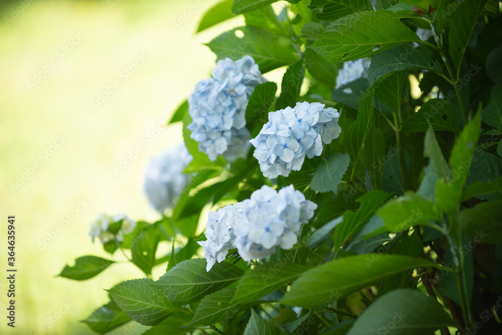 満開の紫陽花