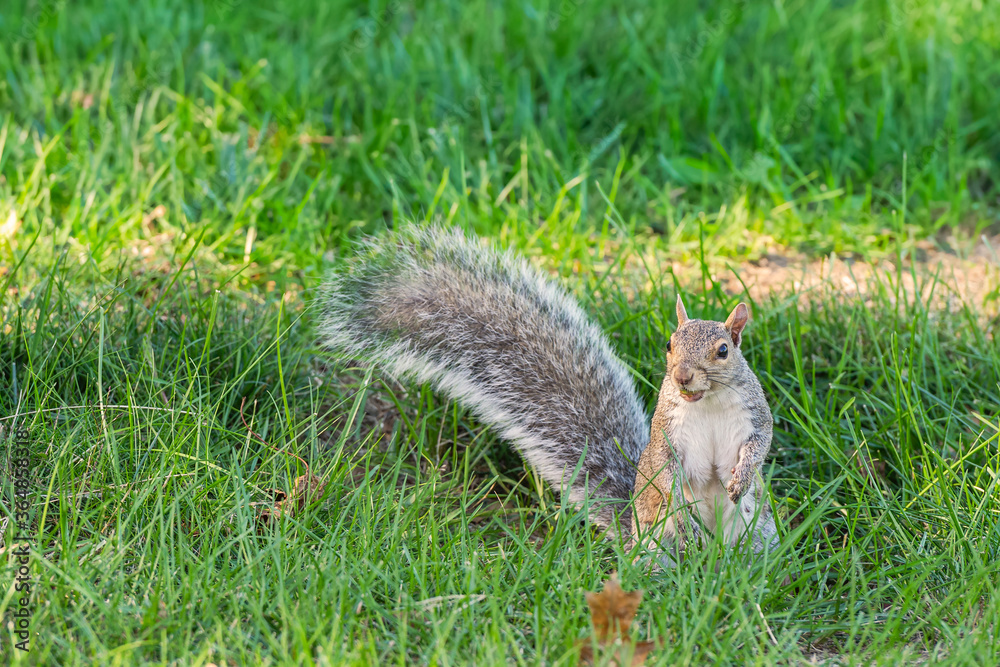 Eastern gray squirrel eating on the lawn.Portland.Maine.USA