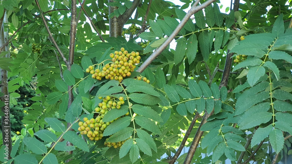 初夏蓝莓之景