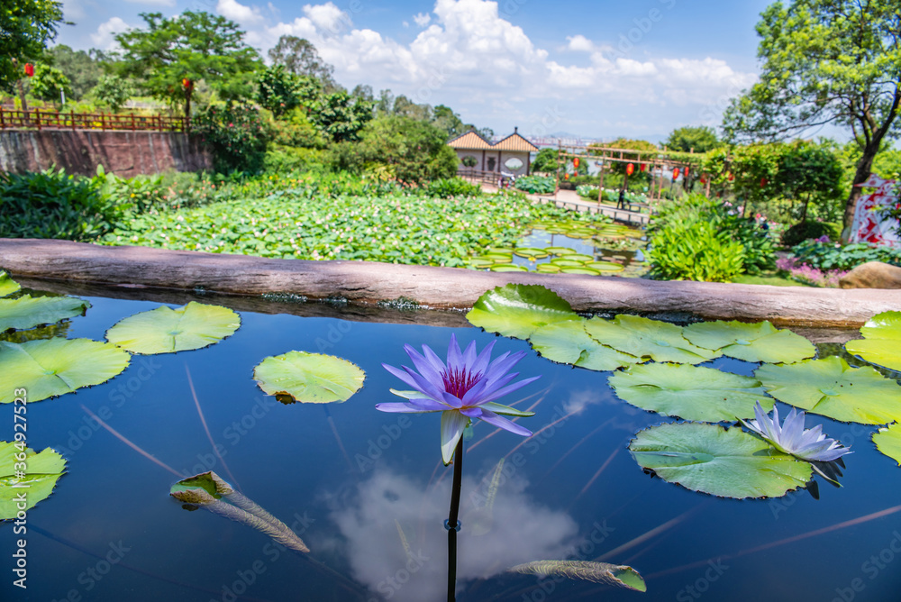 Water lilies in Lotus Wonderland, Lianhuashan Park, Panyu, Guangzhou, China