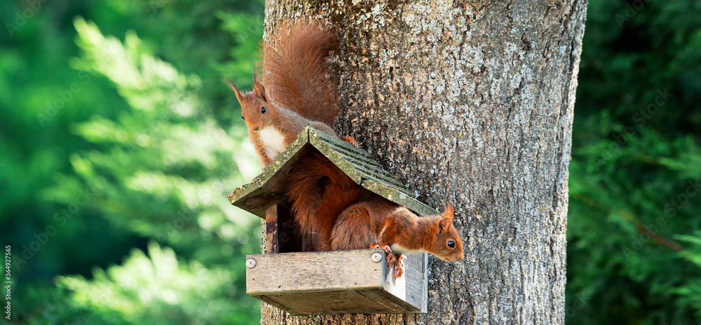 Two squirrels on a tree