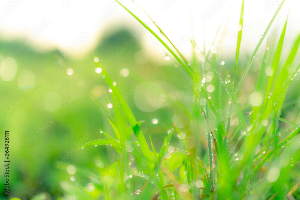 Blurred fresh green grass field with raindrops in early morning. Water drops on green grass leaves i