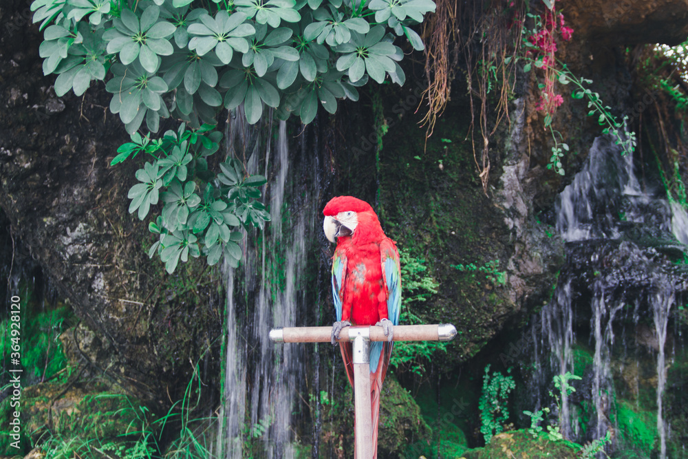 雨林中的Macaw