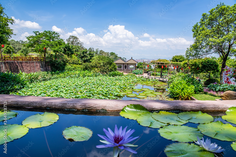 中国广州番禺莲花山公园荷花池