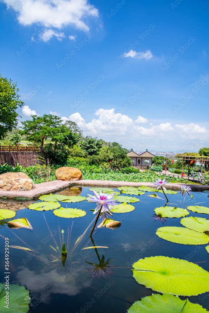 中国广州番禺莲花山公园荷花仙境中的睡莲