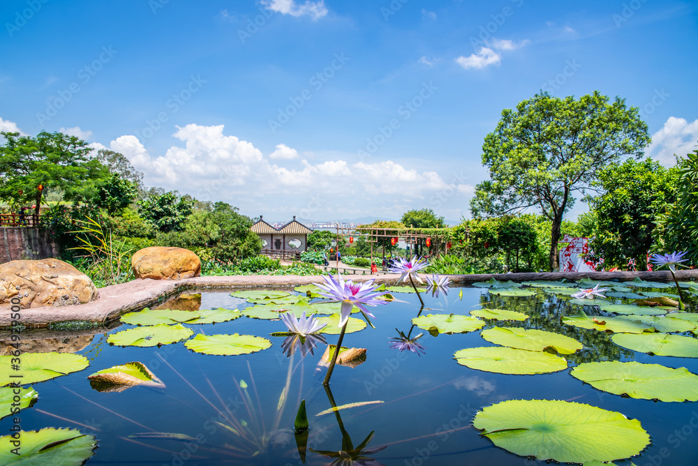 Water lilies in Lotus Wonderland, Lianhuashan Park, Panyu, Guangzhou, China