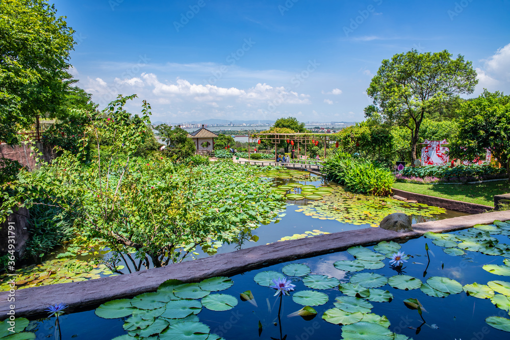 中国广州番禺莲花山公园荷花池