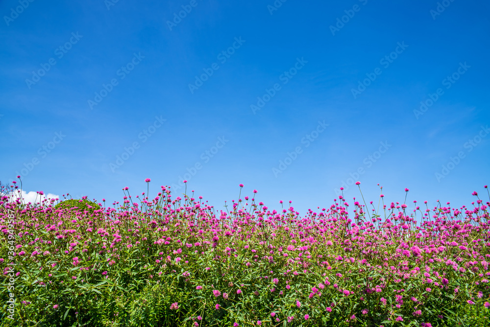 美丽的花儿在蓝天下绽放