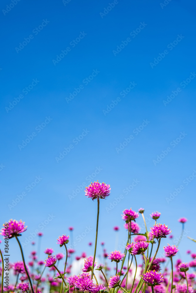 美丽的花儿在蓝天下绽放