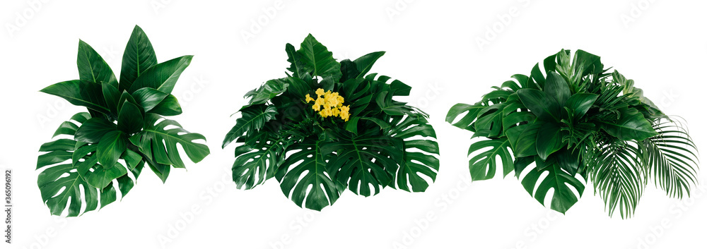 Green leaves of tropical plants bush (Monstera, palm, rubber plant, pine, bird’s nest fern) floral a