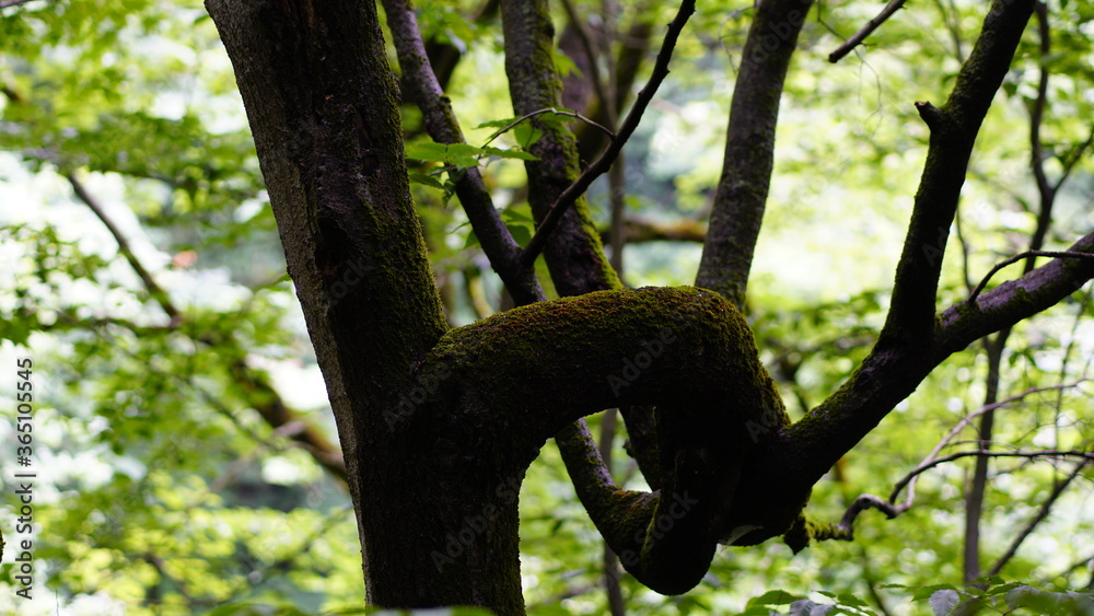 squirrel in tree