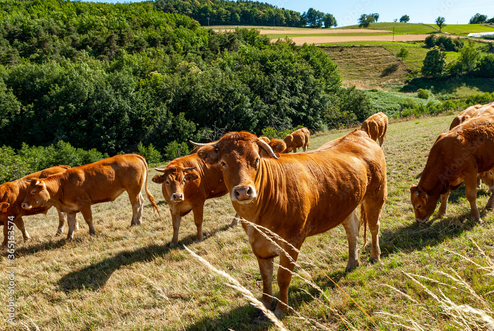 Paysage des Monts du Lyonnais en été autour de Saint-Martin-en-Haut dans le Rhône en France