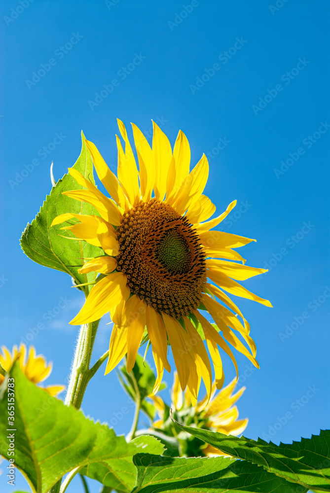 fleur de tournesol en été