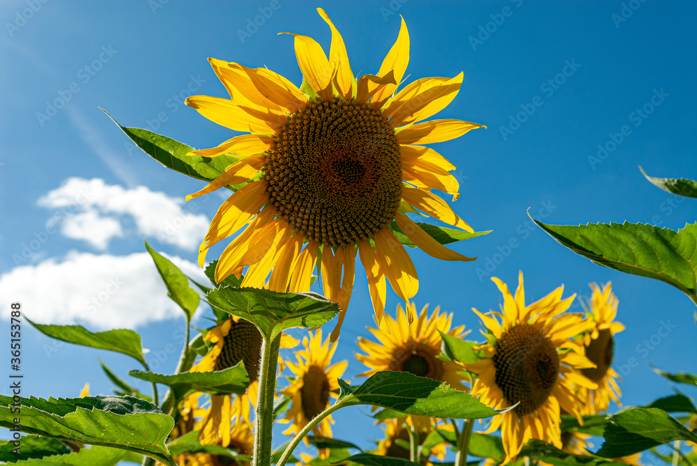 fleur de tournesol en été