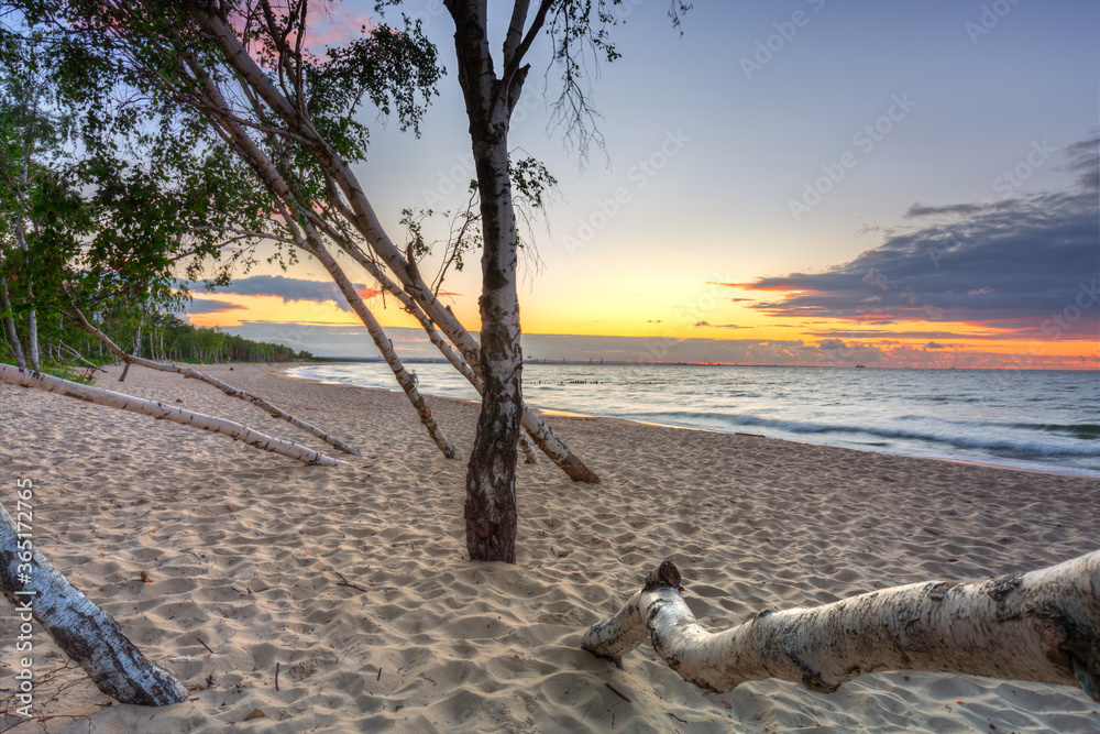 Beautiful sunset over a beach with birch trees by the Baltic Sea, Gdańsk.