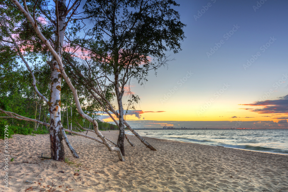 Beautiful sunset over a beach with birch trees by the Baltic Sea, Gdańsk.