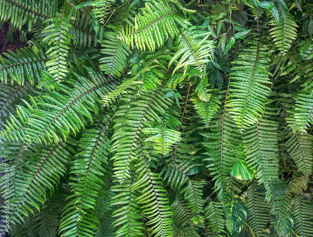 Beautiful natural fern empty pattern. Perfect background with young green tropical leaves of a fern.