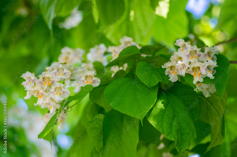 Catapa bignonoides中型落叶观赏开花树，枝条呈白色