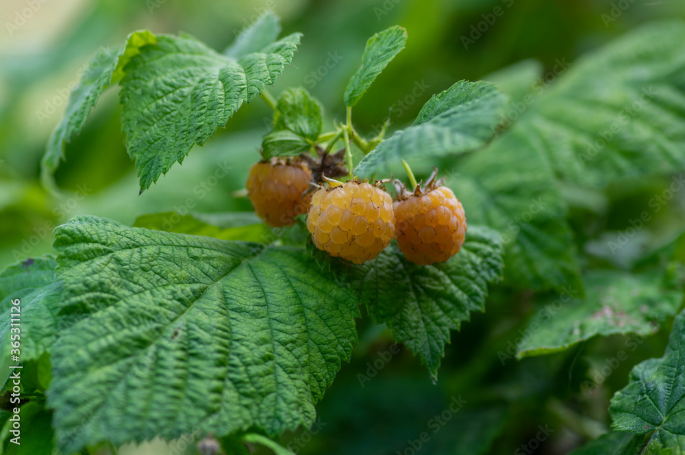 Rubus idaeus Golden Queen黄色树莓，灌木树枝上，一组美味的成熟水果，绿色