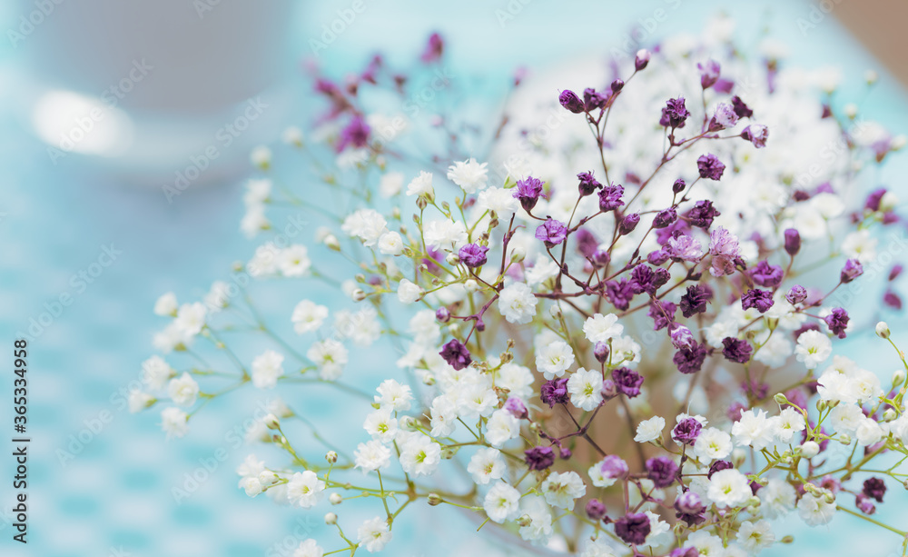 Pastel tone Gypsophila flowers creative selective focus macro on light blue background copy space un