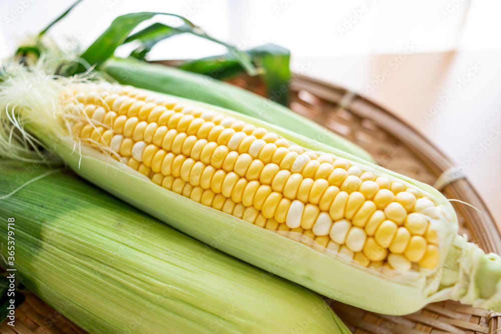 Fresh sweet corn close-up