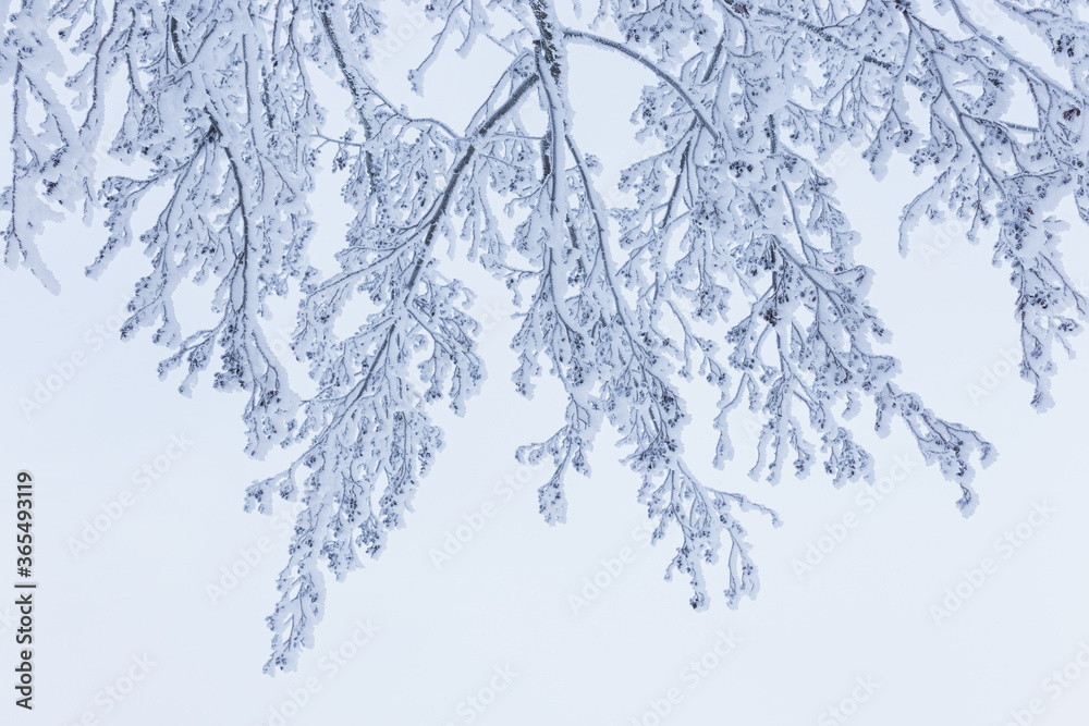 冬天树枝上有雪花