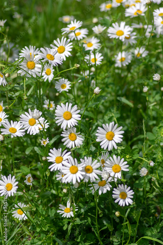 Leucanthemum vulgare meadows wild oxeye雏菊，白色花瓣，黄色中心开花，