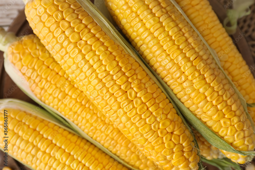 Fresh corn cobs, top view