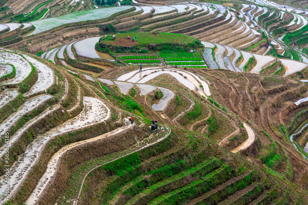 中国桂林瑶山山坡水稻梯田