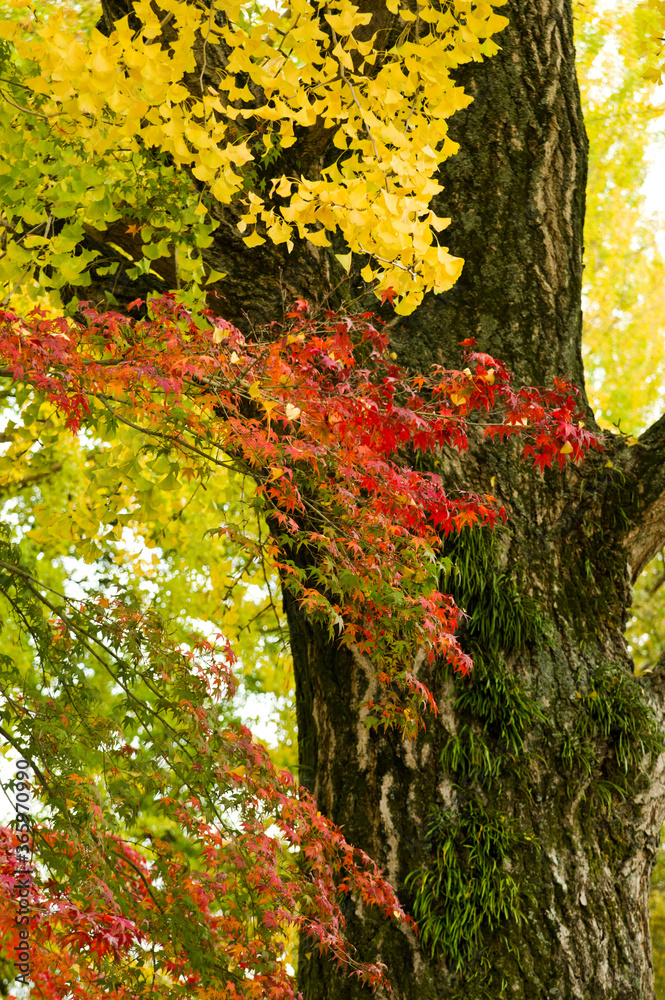 The maple is colored in beautiful red and yellow.