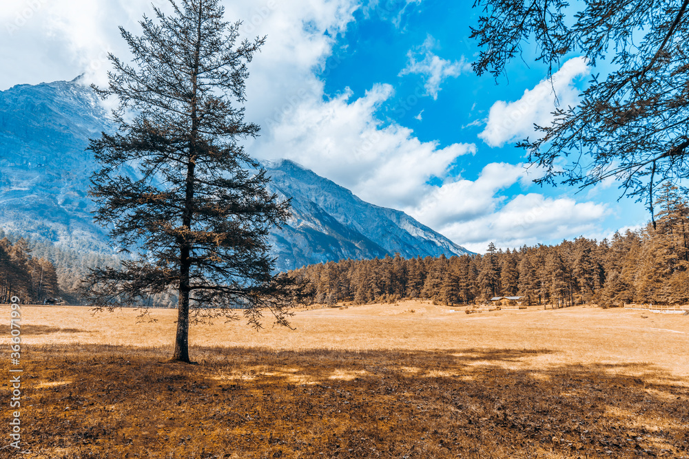 中国云南丽江玉龙雪山和云山坪的一棵树