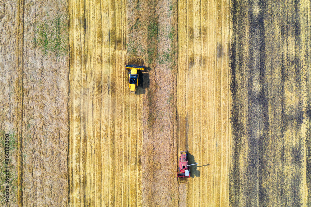 Aerial view of combine harvester is harvesting wheat at sunset in summer. Agriculture. Landscape wit