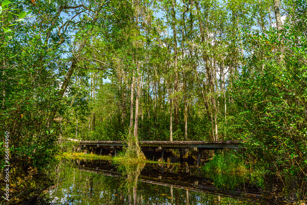 Wooden path through forest woods of Okefenokee Swamp Park in Georgia.