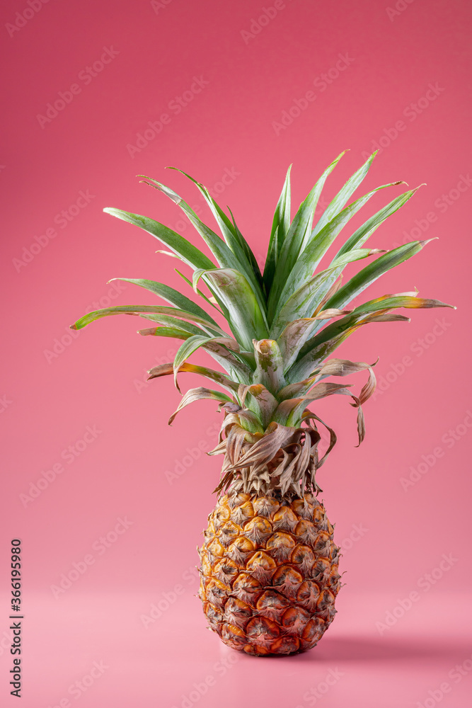 One dry pineapple fruit on the pink background